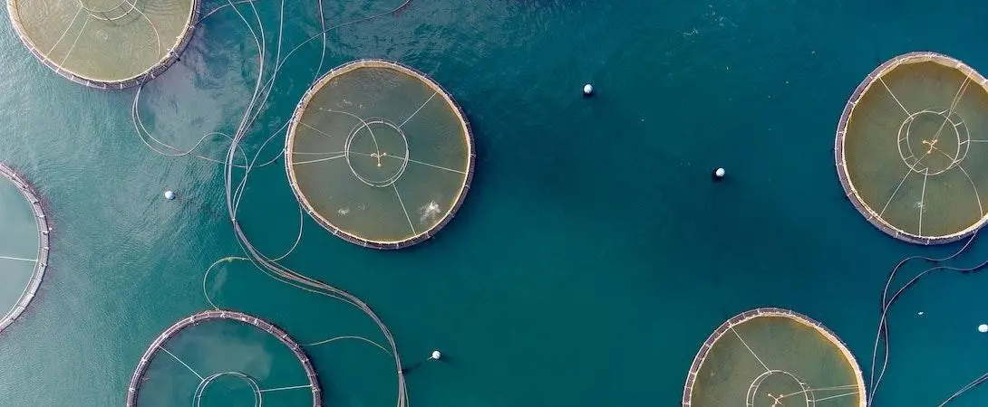 Disinfectants in Aquaculture: A Comprehensive Guide to Clear Water and Healthy Stock