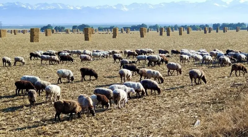 Beware of Bluetongue Disease: The "Blue Killer" of Sheep and a Livestock Farmer’s Economic Nightmare
