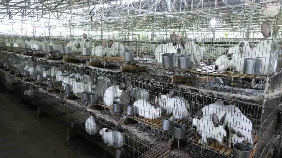 Understanding Rabbit Hemorrhagic Disease (RHD): The Deadly "Rabbit Plague"